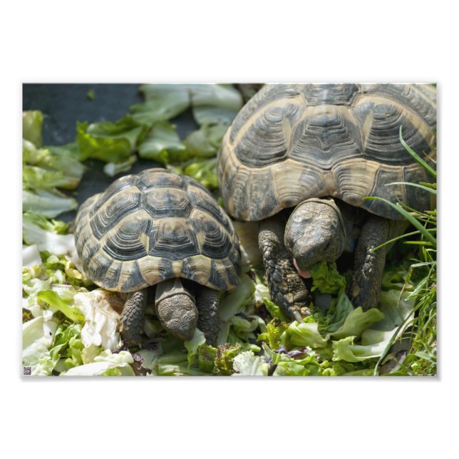 Cute Turtles Photo Print (Front)
