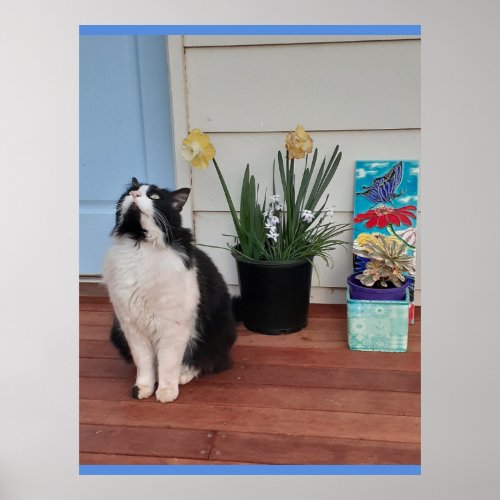 Cute Tuxedo Cat Black White Cats Floral Daffodil  Poster
