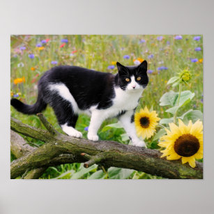 Personalized Sunflowers Cat Art Print Custom Cat Poster Cat 