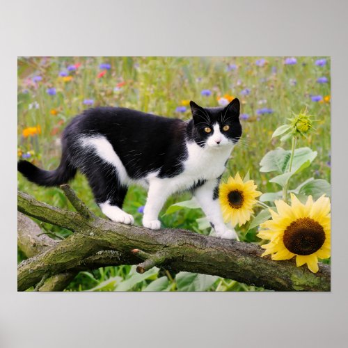 Cute tuxedo cat on a tree branch with sunflowers _ poster