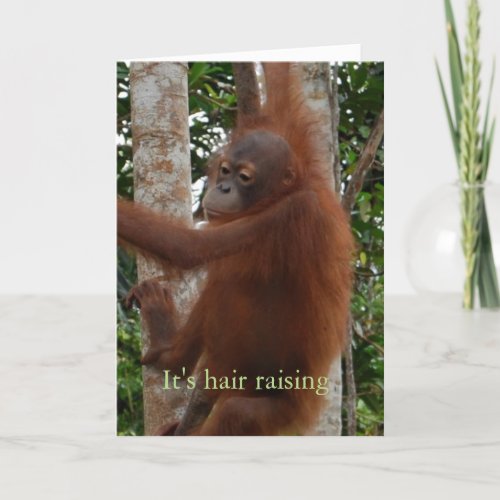 Cute Valentine Hair Raising Wildlife Experience Holiday Card