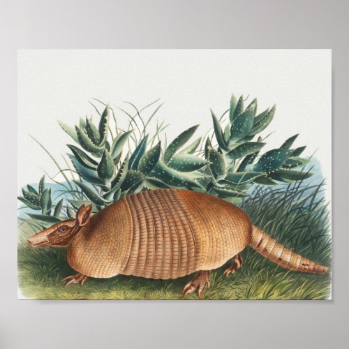 Cute Vintage Armadillo Illustration Poster