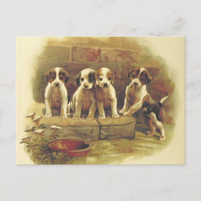 Cute Vintage Puppies Postcard (Front)