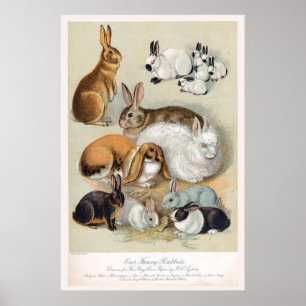 Cute Vintage Retro Bunny Rabbit Poster