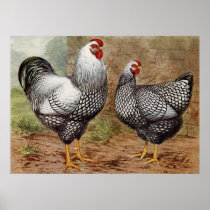 Cute vintage Rooster and hen Country kitchen Poster