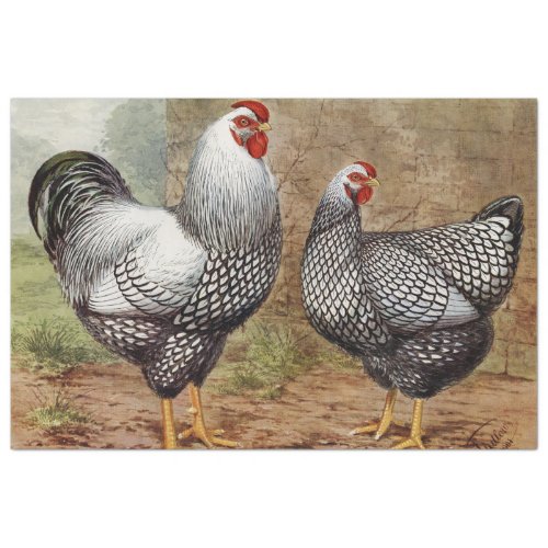 Cute vintage Rooster and hen party Tissue Paper