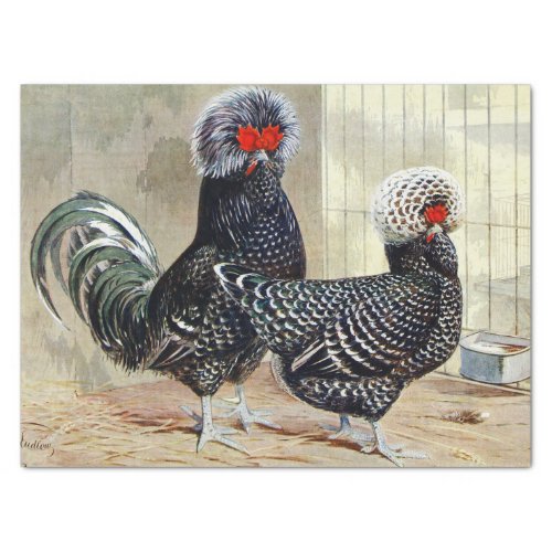 Cute vintage Rooster and hen party Tissue Paper