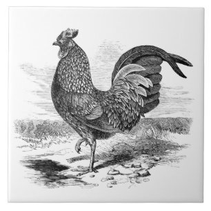 Cute vintage rooster farmhouse decor tile