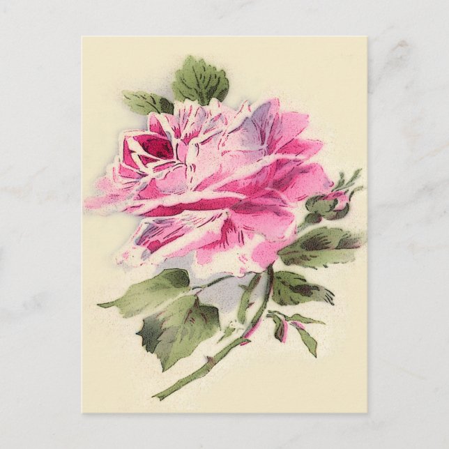 cute vintage roses postcard (Front)