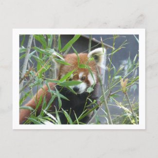 Cute Watching Red Panda DIY Postcard
