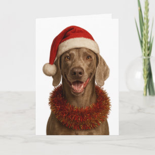 Cute Weimaraner Christmas card