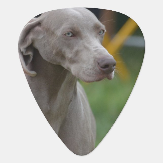 Cute Weimaraner Dog Guitar Pick (Front)