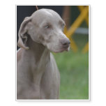 Cute Weimaraner Dog Temporary Tattoos