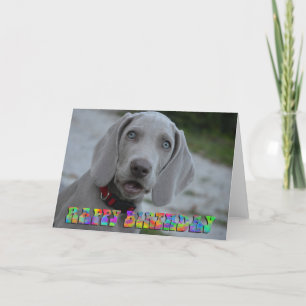 Cute weimaraner puppy birthday card