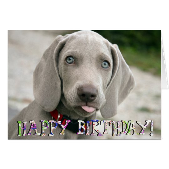 Cute weimaraner puppy birthday card | Zazzle