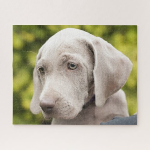 Cute Weimaraner Puppy Dog Jigsaw Puzzle