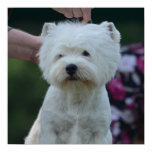 Cute West Highland White Terrier Poster