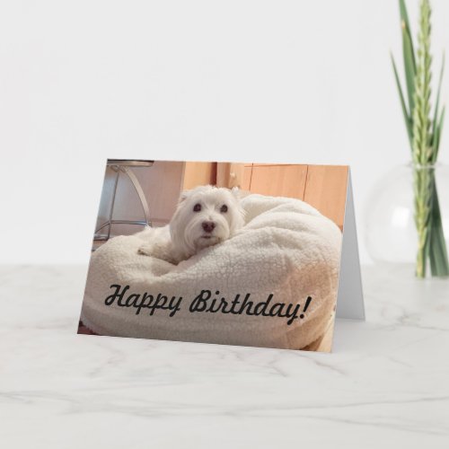 Cute Westie in Doggie Bed Happy Birthday Card