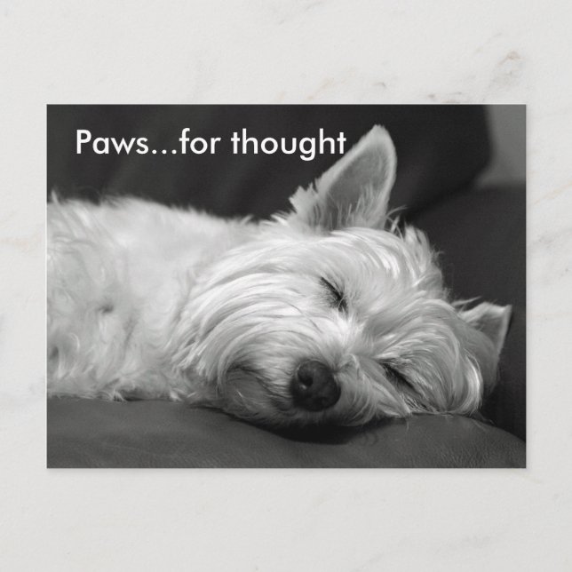 Cute Westie Postcards (Front)