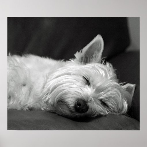 Cute Westie (West Highland Terrier) Dog Poster | Zazzle