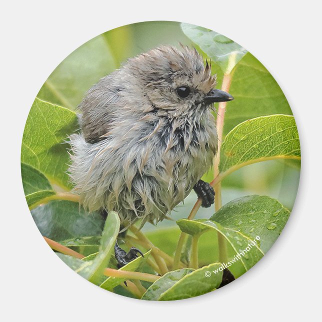 Cute Wet Wee Bushtit on the Laurel Magnet (Front)