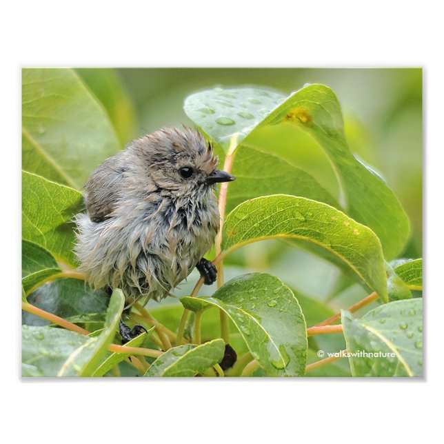 Cute Wet Young Bushtit Songbird on the Laurel Photo Print (Front)