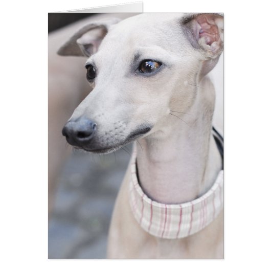 Cute Whippet Cards (Front)