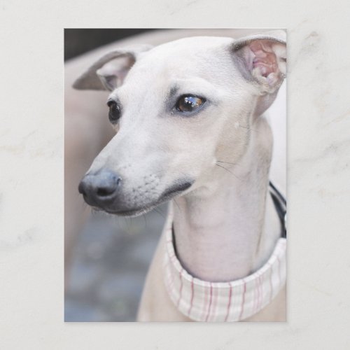 Cute Whippet Postcard