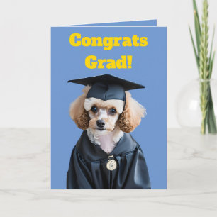 Cute White and Brown Poodle Graduation Card
