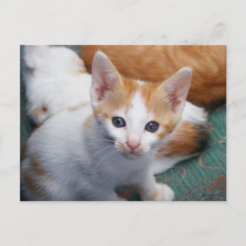 Cute White and Orange Kitten Postcard