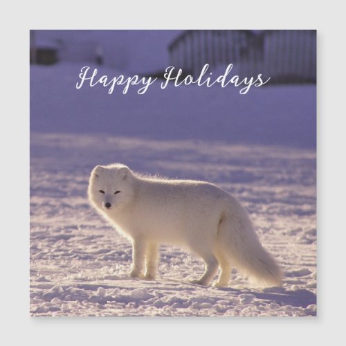 Cute White Arctic Fox Snow Winter Photography