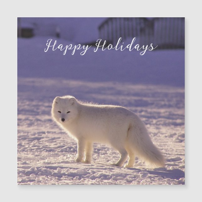 Cute White Arctic Fox Snow Winter Photography (Front)