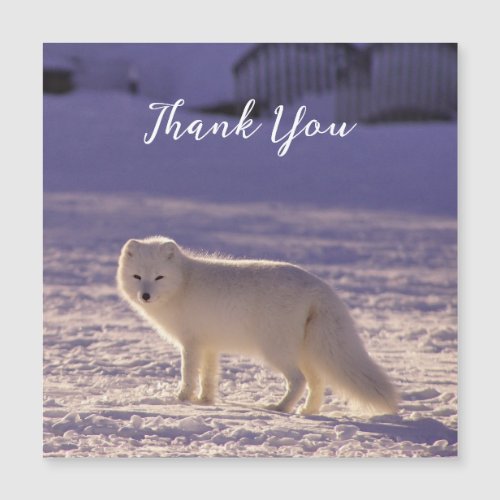 Cute White Arctic Fox Snow Winter Photography