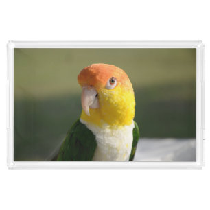 Cute White Bellied Caique Parrot Acrylic Tray