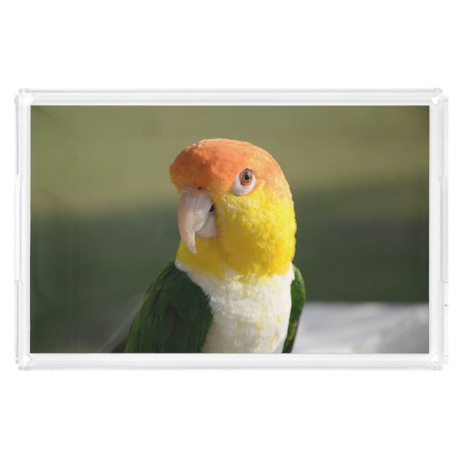 Cute White Bellied Caique Parrot Acrylic Tray (Front)
