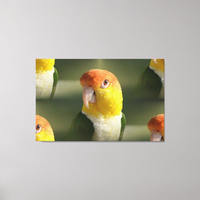 Cute White Bellied Caique Parrot Canvas Print (Front)