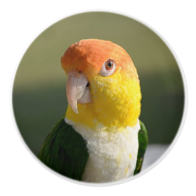 Cute White Bellied Caique Parrot Ceramic Knob (Front)