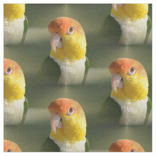 Cute White Bellied Caique Parrot Fabric