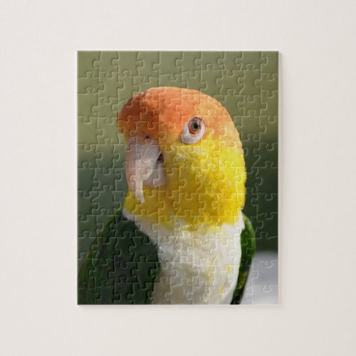 Cute White Bellied Caique Parrot Jigsaw Puzzle