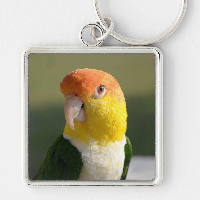 Cute White Bellied Caique Parrot Keychain (Front)