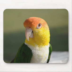 Cute White Bellied Caique Parrot Mouse Pad