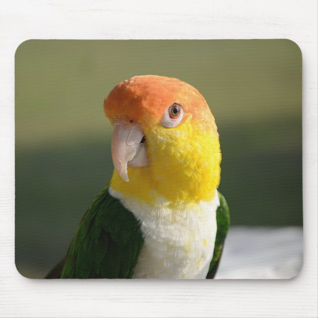 Cute White Bellied Caique Parrot Mouse Pad (Front)
