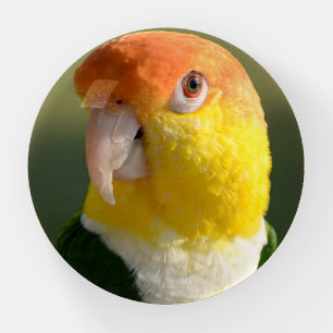 Cute White Bellied Caique Parrot Paperweight