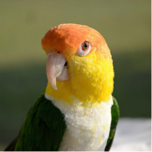 Cute White Bellied Caique Parrot Statuette