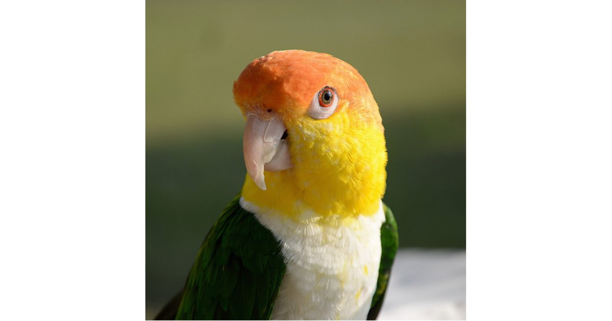 caique stuffed animal