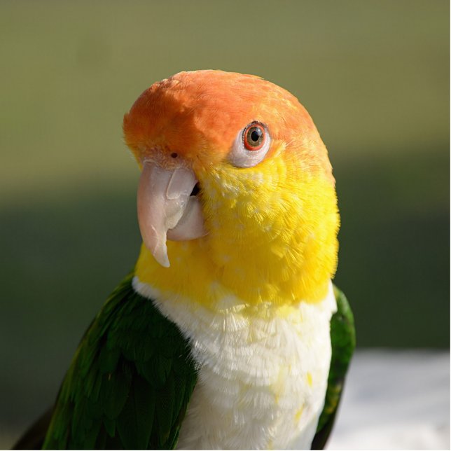 Cute White Bellied Caique Parrot Statuette (Front)