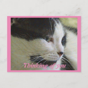 Cute White Black Cat Photo Thinking Of You Postcard