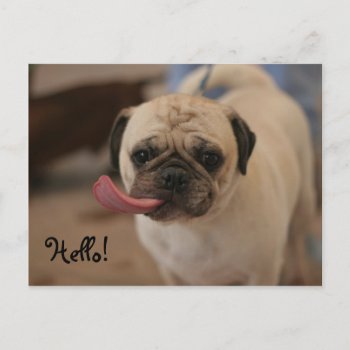 Cute White Bulldog Hello Postcard by RossiCards at Zazzle