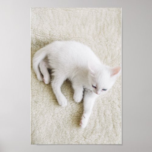 Cute white cat from above poster