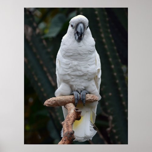 Cute white cockatoo     poster